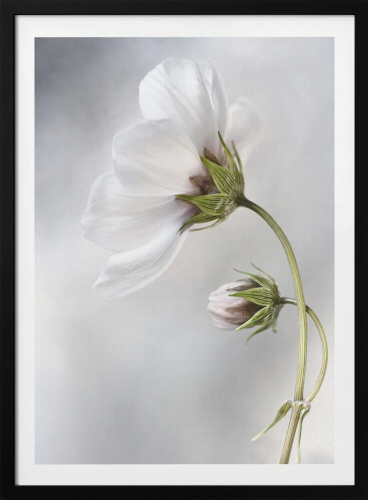 Heavenly Cosmos - Poster / Art Print