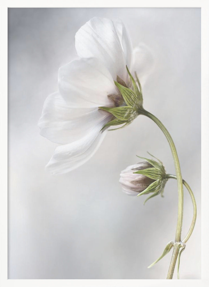 Heavenly Cosmos - Poster / Art Print