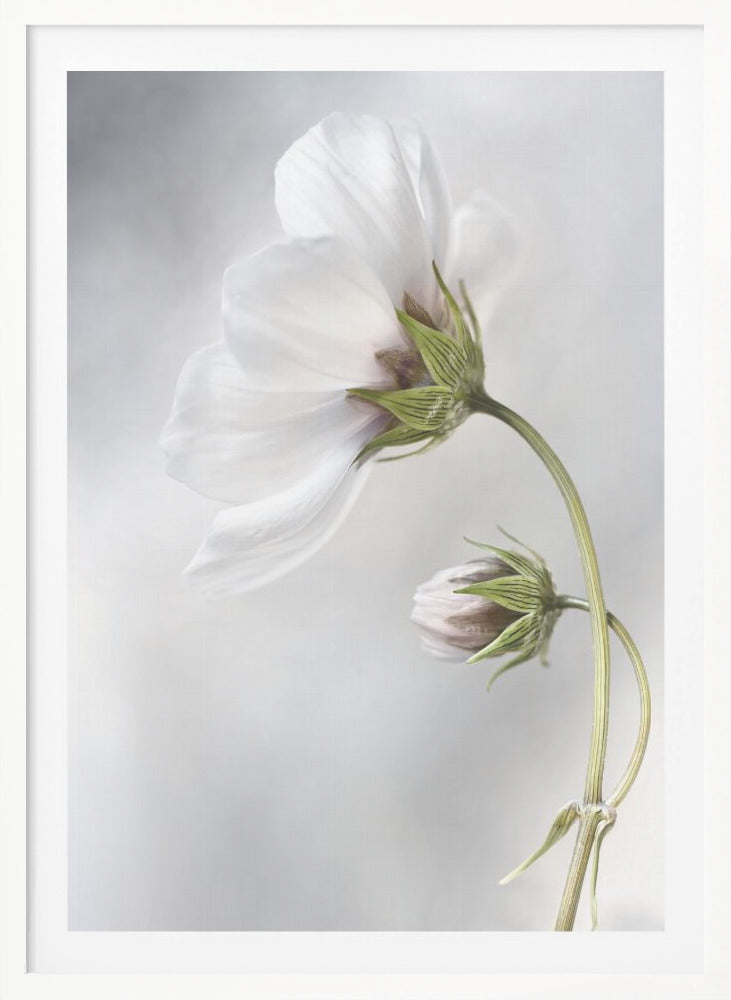 Heavenly Cosmos - Poster / Art Print