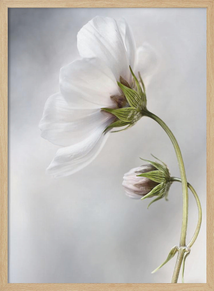 Heavenly Cosmos - Poster / Art Print