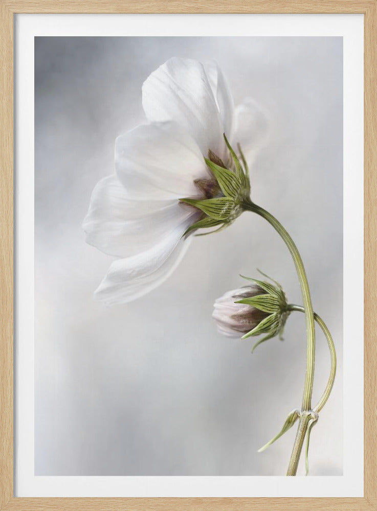 Heavenly Cosmos - Poster / Art Print