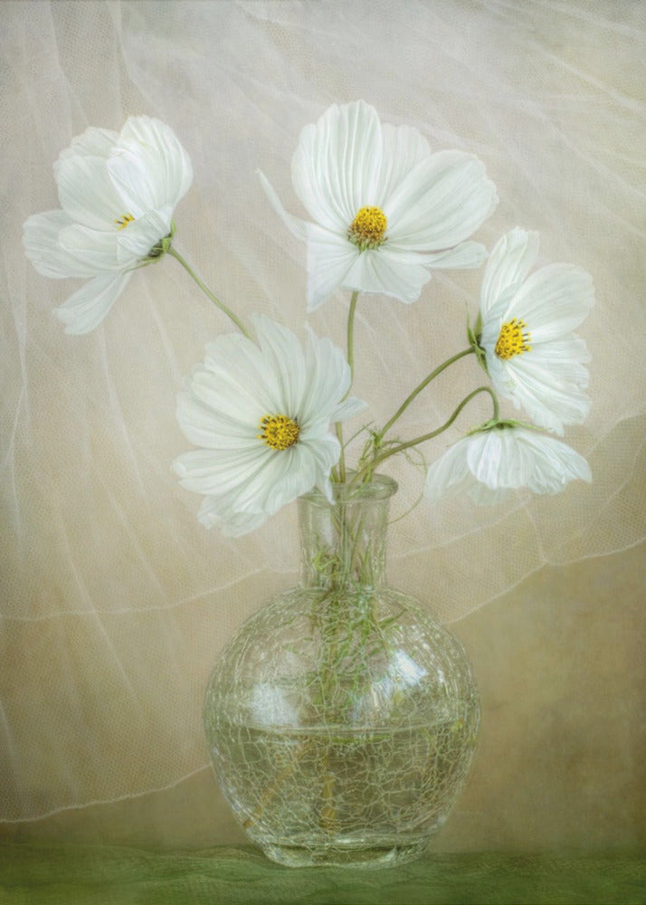 Cosmos breeze - Poster / Art Print