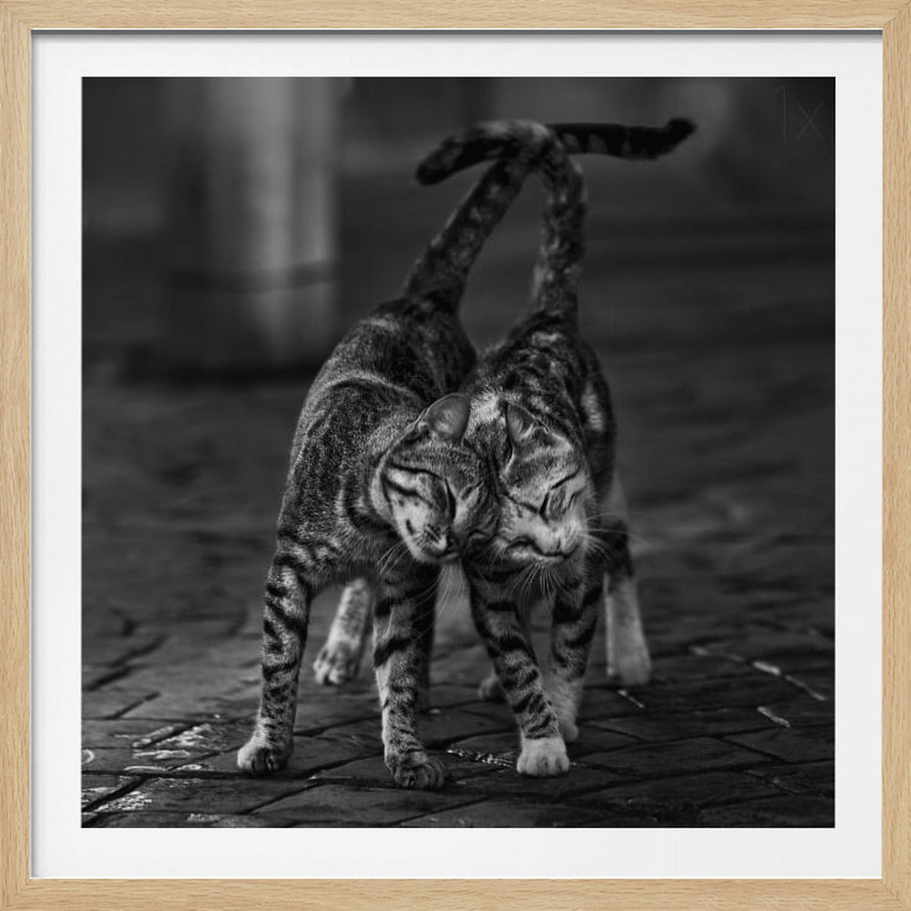 Two cats - Poster / Art Print