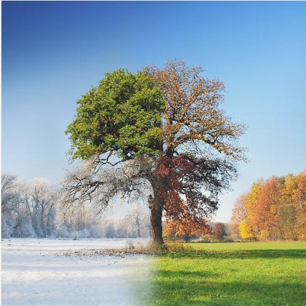 4 seasons - Poster / Art Print