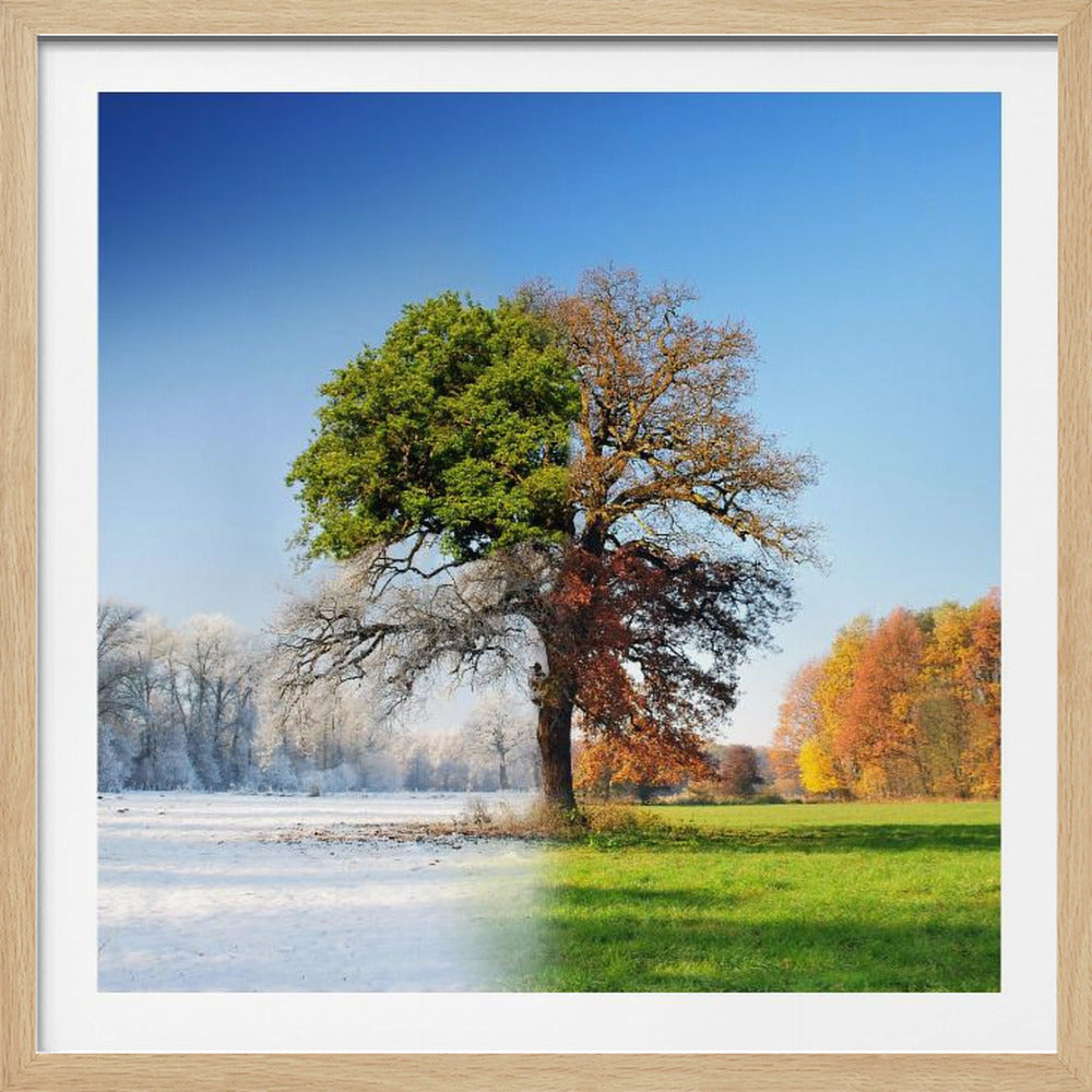 4 seasons - Poster / Art Print