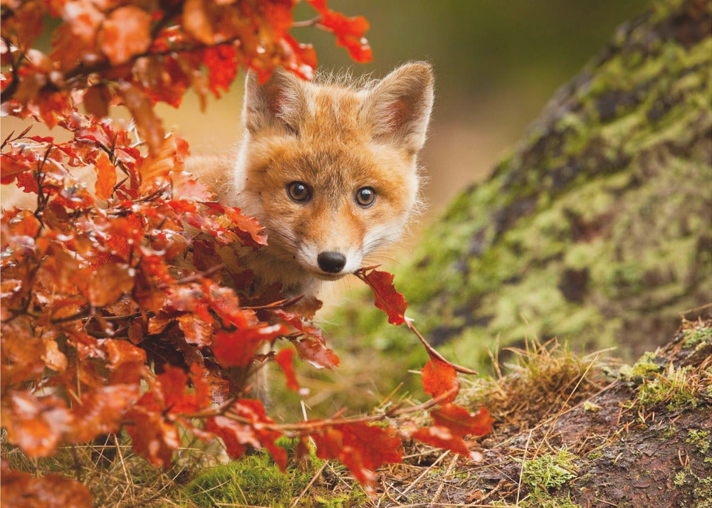 Fox - Poster / Art Print