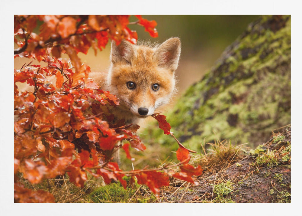 Fox - Poster / Art Print