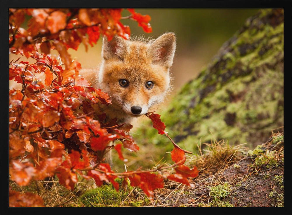 Fox - Poster / Art Print