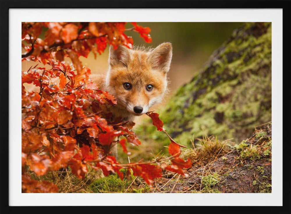 Fox - Poster / Art Print