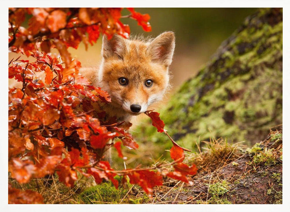 Fox - Poster / Art Print