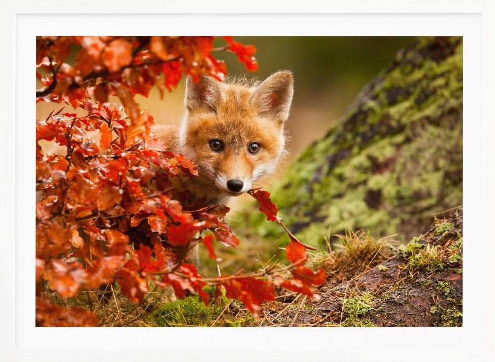 Fox - Poster / Art Print