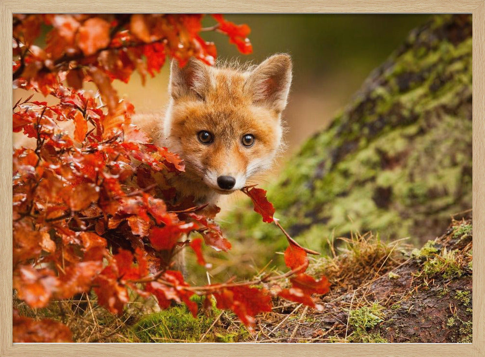 Fox - Poster / Art Print