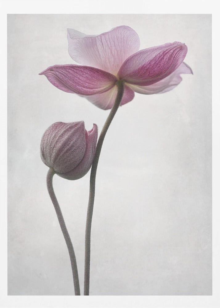 A Little Touch - Poster / Art Print