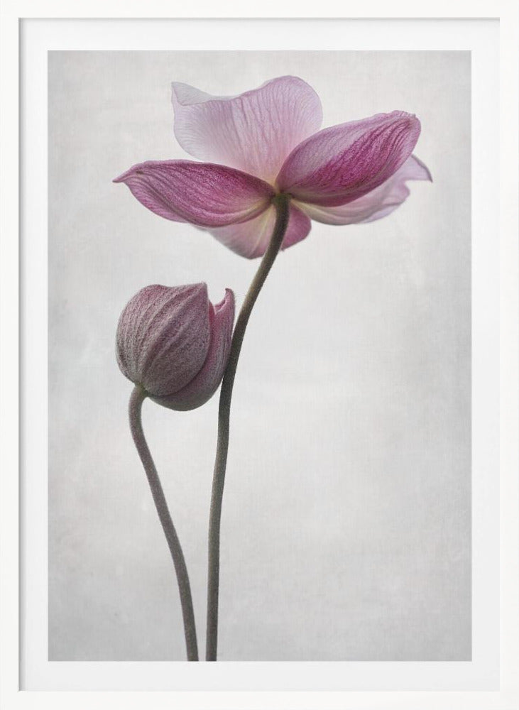 A Little Touch - Poster / Art Print