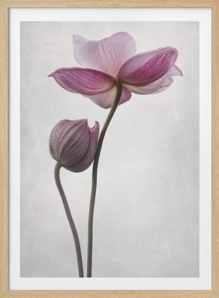 A Little Touch - Poster / Art Print