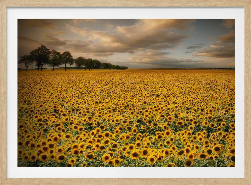 Sunflowers - Poster / Art Print