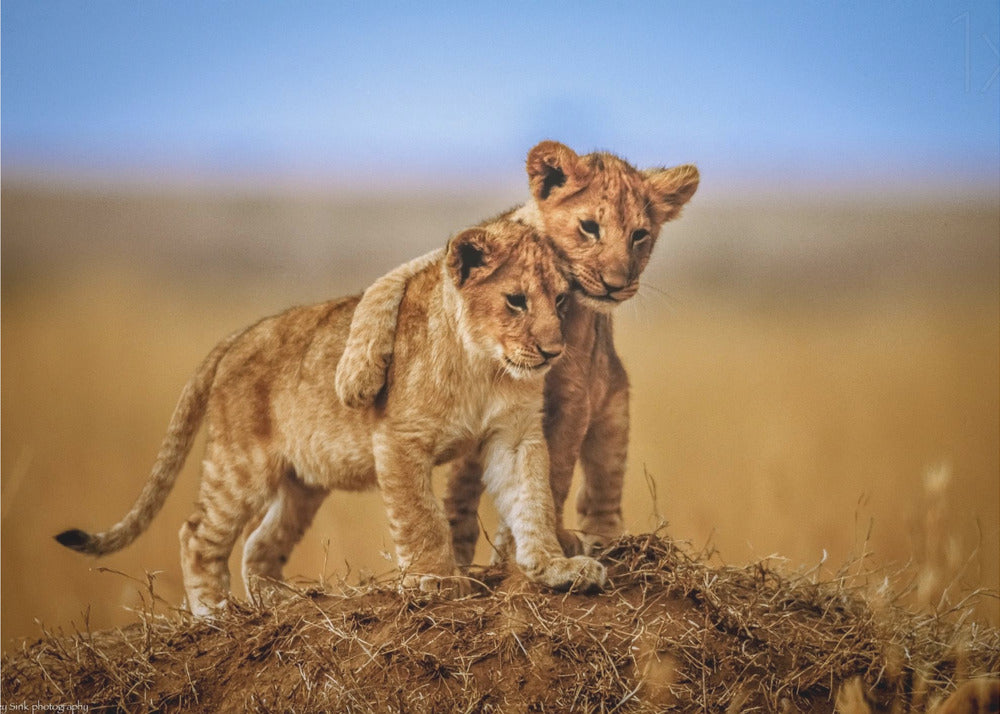 Brothers for Life - Poster / Art Print