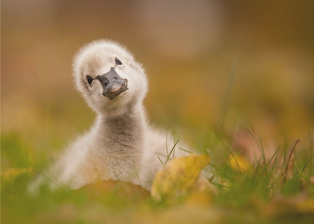 Black Swan Baby - Poster / Art Print