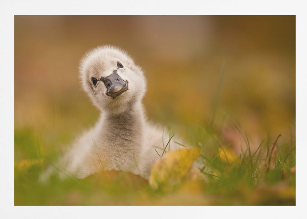 Black Swan Baby - Poster / Art Print