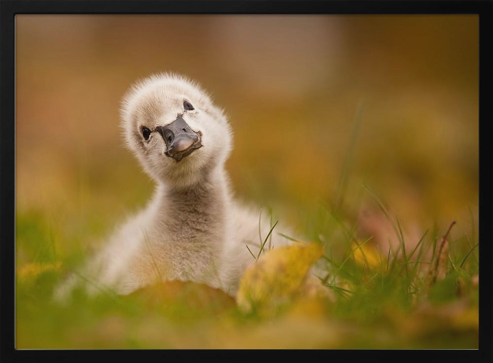 Black Swan Baby - Poster / Art Print