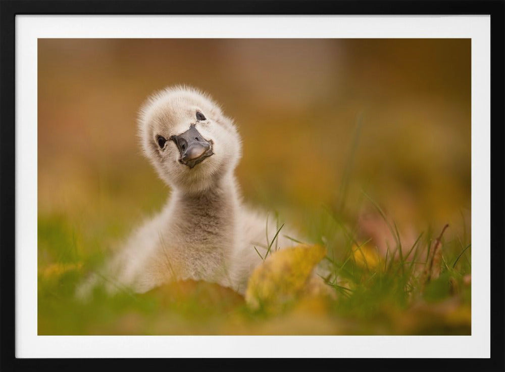 Black Swan Baby - Poster / Art Print