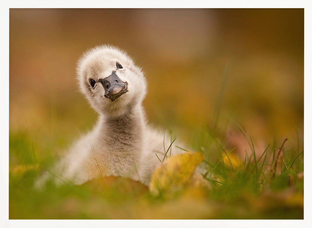 Black Swan Baby - Poster / Art Print