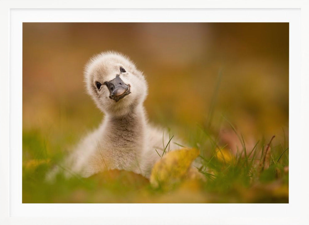 Black Swan Baby - Poster / Art Print