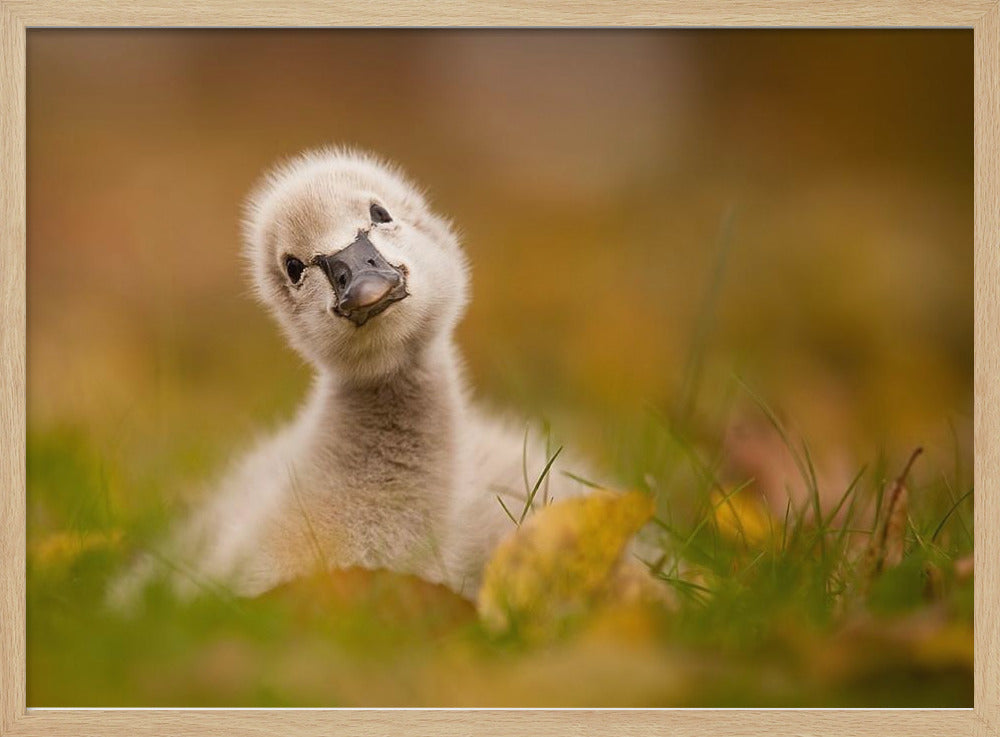 Black Swan Baby - Poster / Art Print