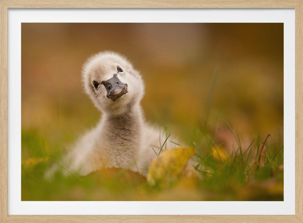 Black Swan Baby - Poster / Art Print