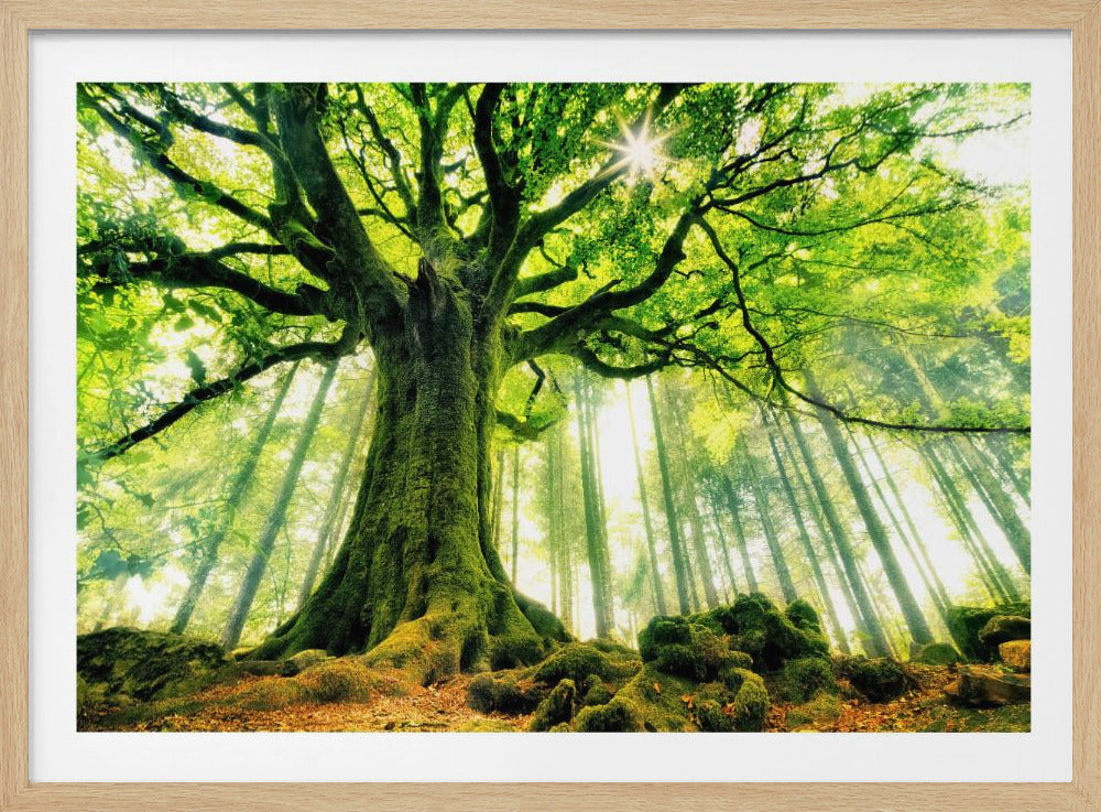 Ponthus' Beech - Poster / Art Print