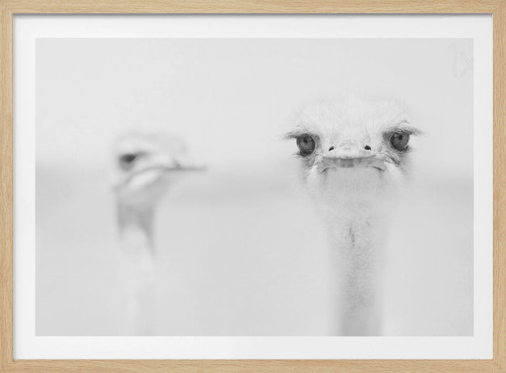 Funny ostrich - Poster / Art Print
