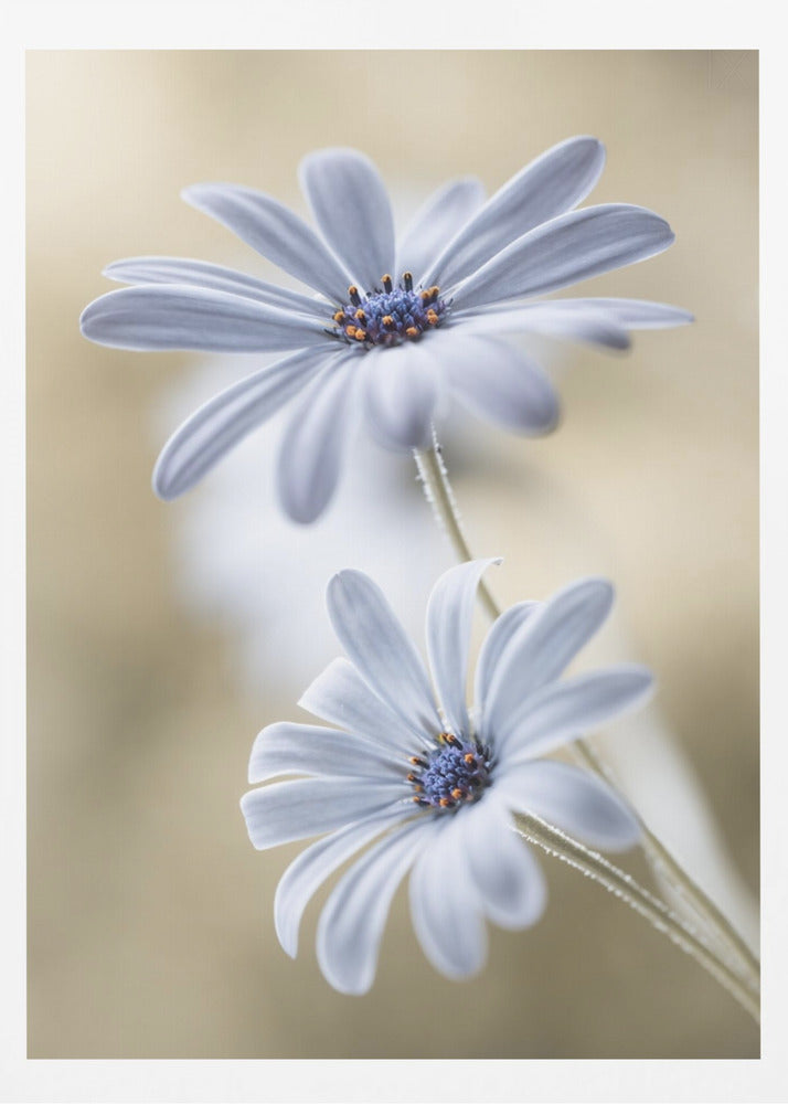 Cape daisies - Poster / Art Print