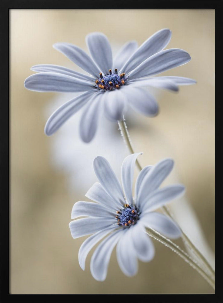 Cape daisies - Poster / Art Print