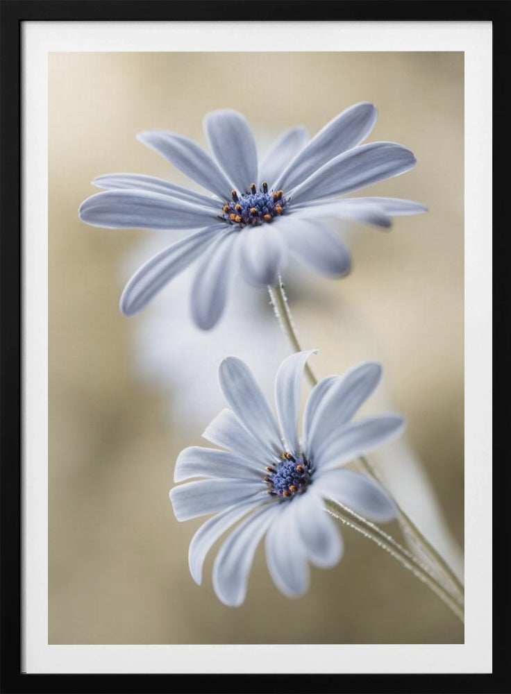 Cape daisies - Poster / Art Print