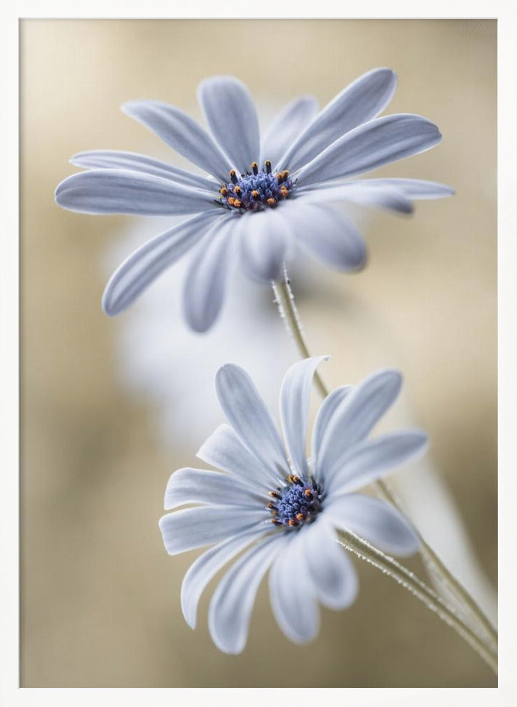 Cape daisies - Poster / Art Print