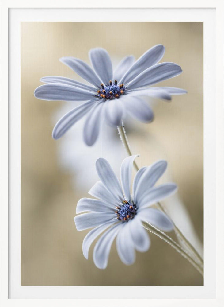 Cape daisies - Poster / Art Print