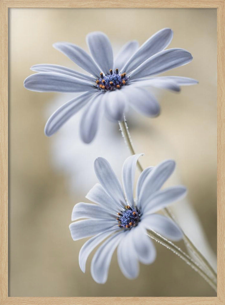 Cape daisies - Poster / Art Print
