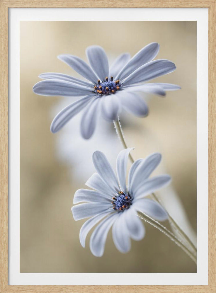Cape daisies - Poster / Art Print
