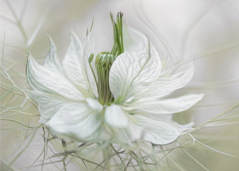 Nigella - Poster / Art Print