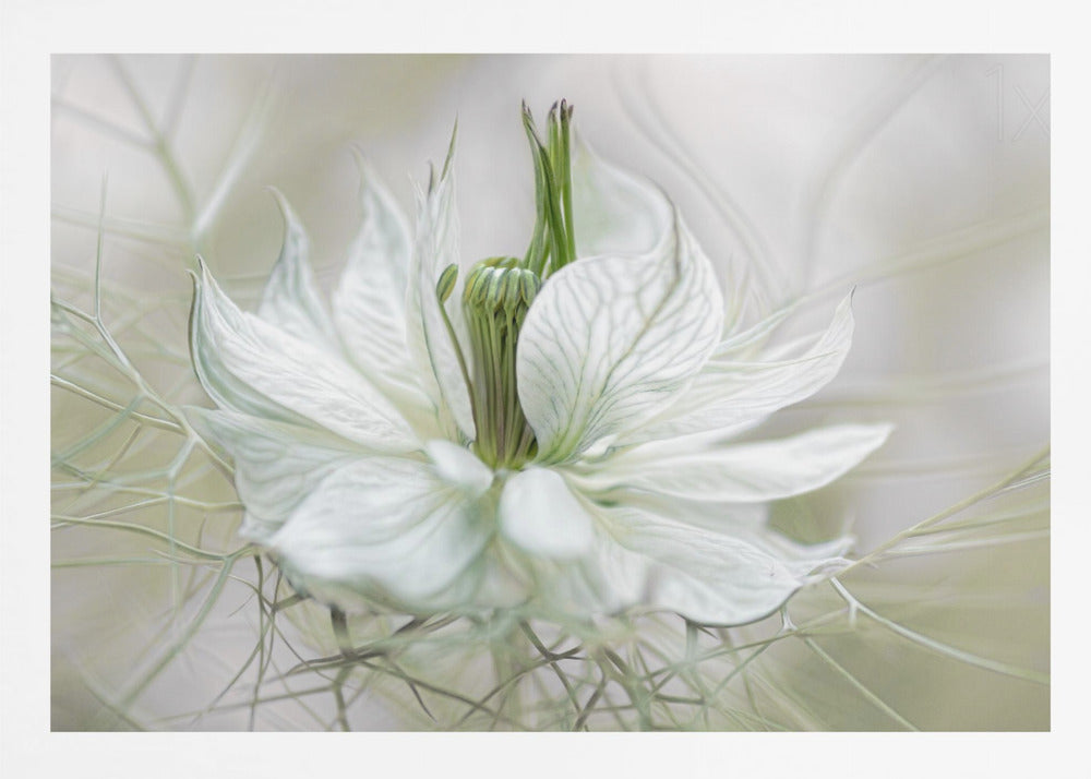 Nigella - Poster / Art Print