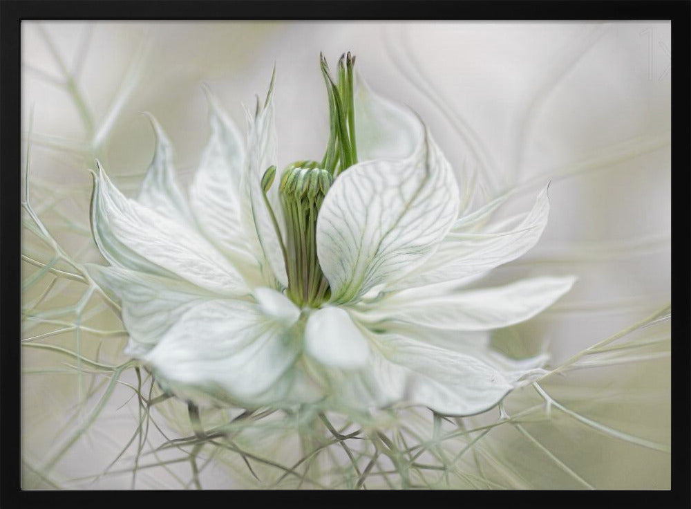 Nigella - Poster / Art Print