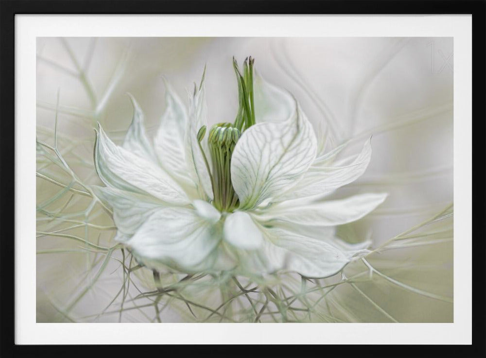 Nigella - Poster / Art Print