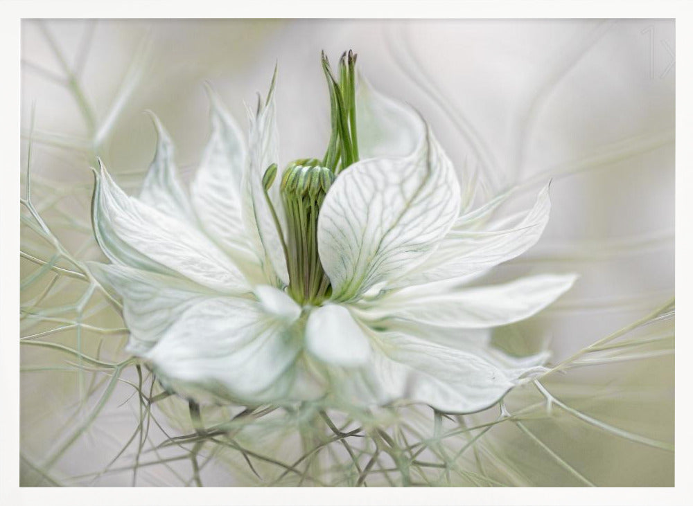 Nigella - Poster / Art Print