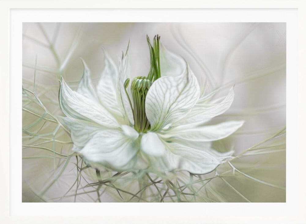 Nigella - Poster / Art Print