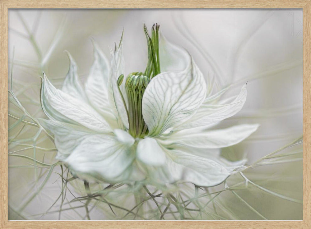Nigella - Poster / Art Print