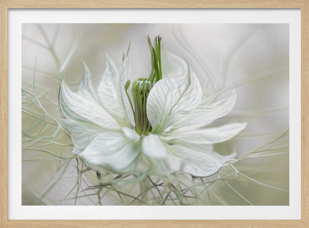 Nigella - Poster / Art Print