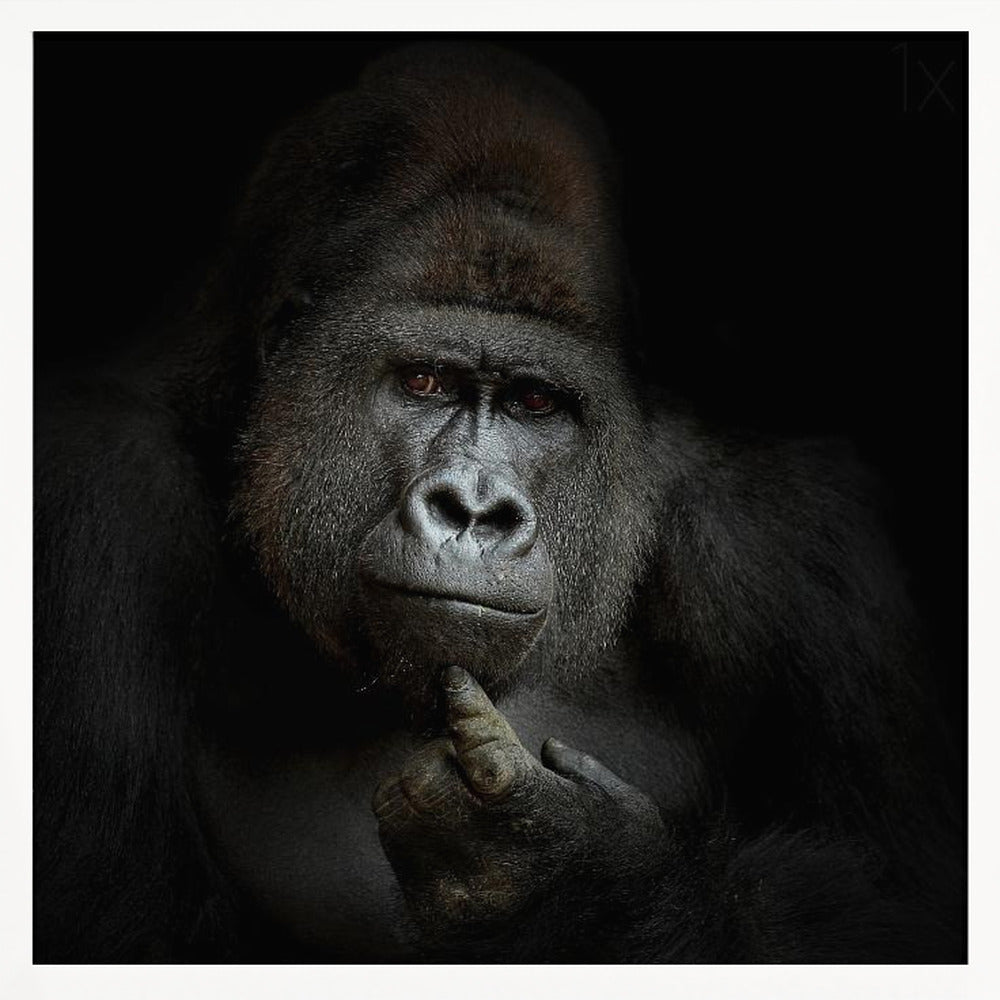 ego cogito, ergo sum - Poster / Art Print