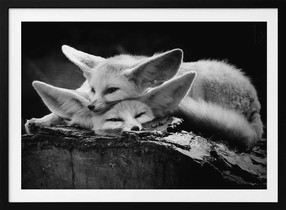 The happy couple - Poster / Art Print