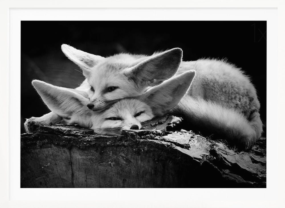 The happy couple - Poster / Art Print