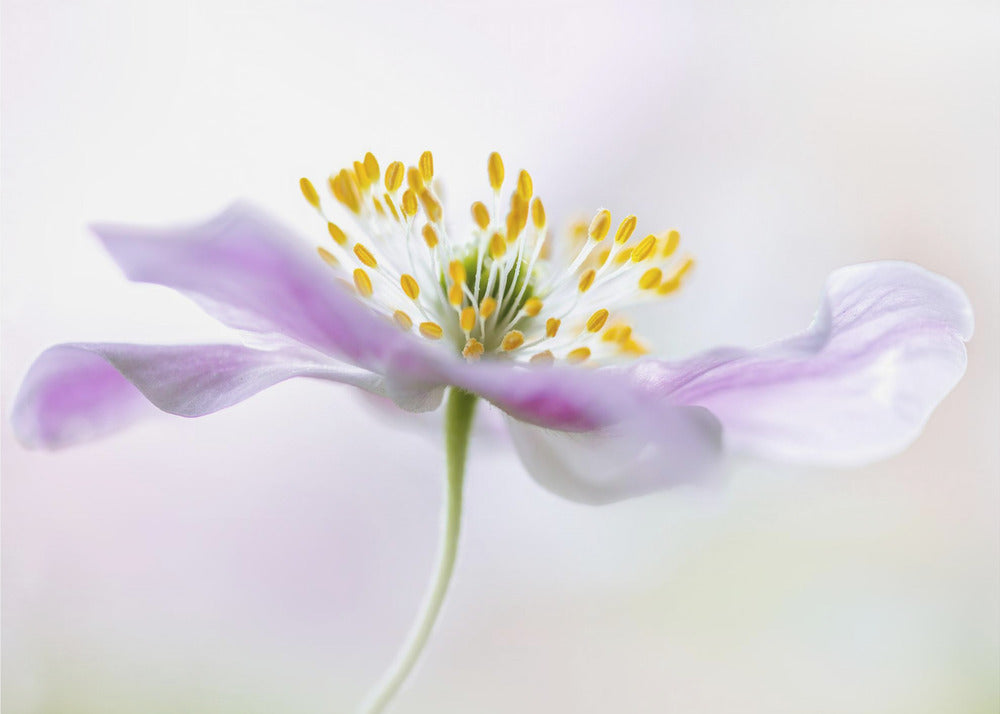 Wood Anemone - Poster / Art Print